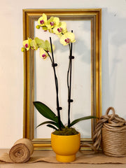 Coloured orchid double stem