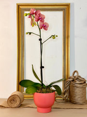 Coloured orchid in small pot