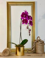 Coloured orchid in small pot